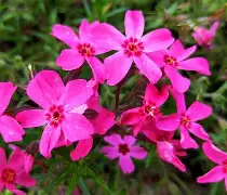 开云中国官网 -freedoujinsh云樱